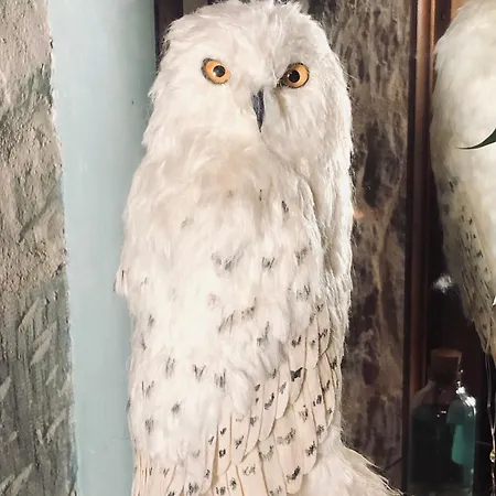 Lägenhet Sorcier Magique & Experience Immersive Caen