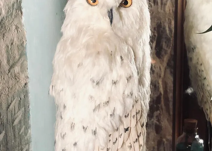 Appartement Sorcier Magique&expérience Immersive Caen